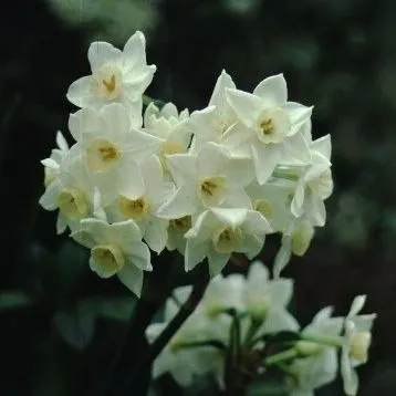 thumbnail for publication: Narcissus spp. Daffodil, Narcissus